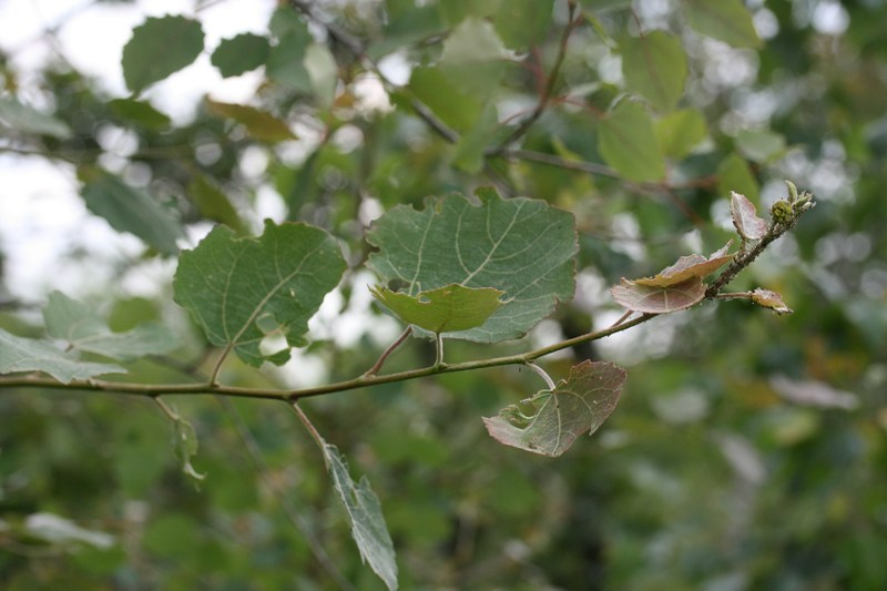 Populus tremula / Pioppo tremulo